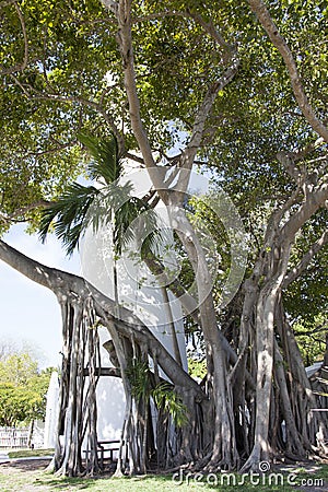 The Tree by Key West Lighthouse Stock Photo