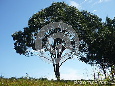 Tree in Khao Yai national park, Thailand Stock Photo