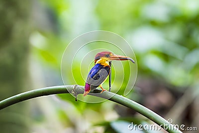 Tree kingfisher Stock Photo