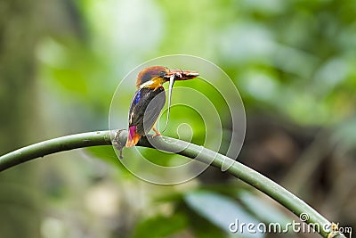 Tree kingfisher Stock Photo