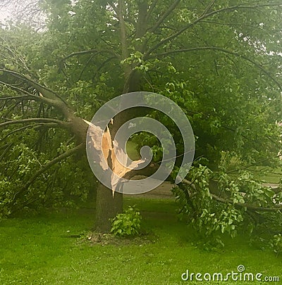 Tree knocked down due to heavy winds Stock Photo