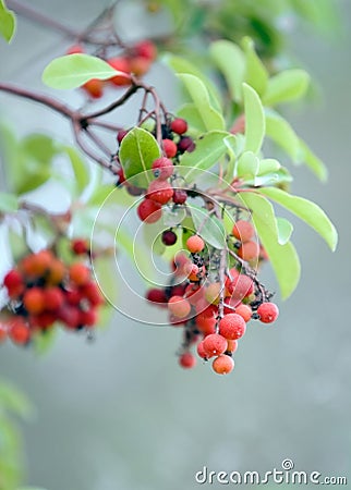 Tree of knowledge Stock Photo