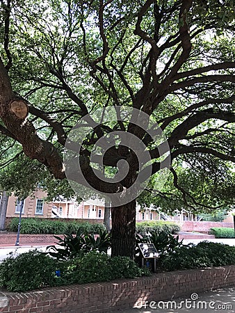 The Tree of Knowledge on the Campus of the University of South Carolina Editorial Stock Photo