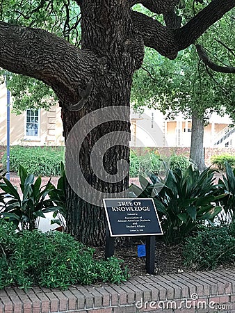 The Tree of Knowledge on the Campus of the University of South Carolina Editorial Stock Photo