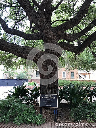 The Tree of Knowledge on the Campus of the University of South Carolina Editorial Stock Photo