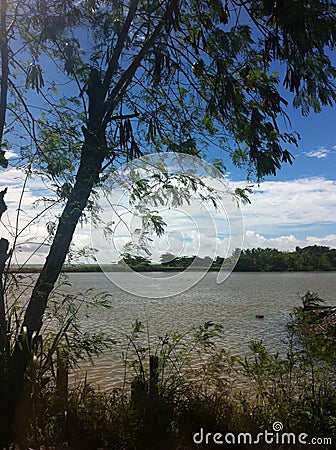 tree beside the Lake in full tranquillity Stock Photo