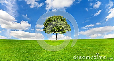 Tree landscape Stock Photo