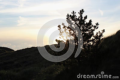 Tree landscape at sunset Stock Photo