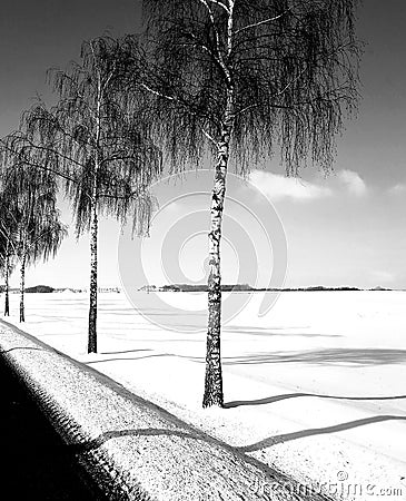 Tree landscape winter europe perspective Stock Photo