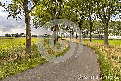 Tree lane along an old curved country road Stock Photo
