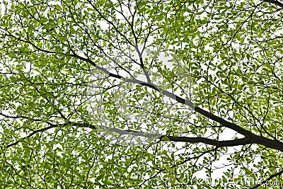 tree leaf Stock Photo