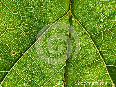 tree leaf in the foreground translucent green nerves macro Stock Photo