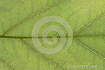 Tree Leaf and grain leaf texture Stock Photo