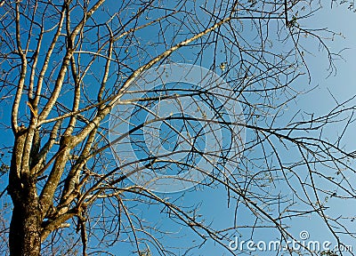 Tree With Leafless Limbs Stock Photo