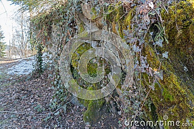 tree leafs garden park nature ground cover Efeu Stock Photo