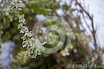 tree leafs garden park nature ground cover Efeu Stock Photo