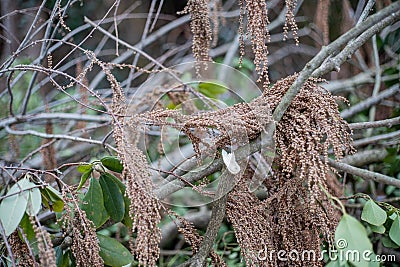 tree leafs garden park nature ground cover Efeu Stock Photo