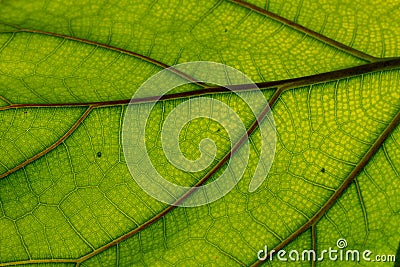 Tree leave vanes , green , close up Stock Photo