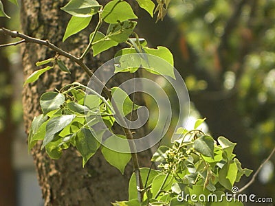 Tree leaves and tree branch Stock Photo