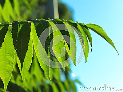 Tree leaves close-up blurred Stock Photo