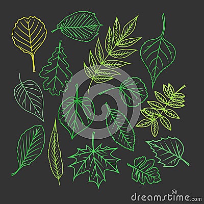 Tree leaves. Colorful illustrations. Vector Illustration