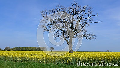 A tree without leaves in the rapeseed field Stock Photo