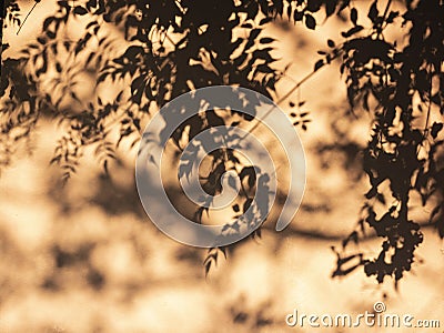 Tree leaves Silhouette shadow on wall sunlight Nature background Stock Photo