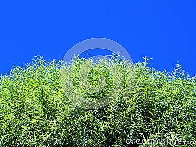 Tree leaves in sunlight against blue sky Stock Photo