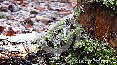 Tree and leaves in winter, Fussen, Germany Stock Photo