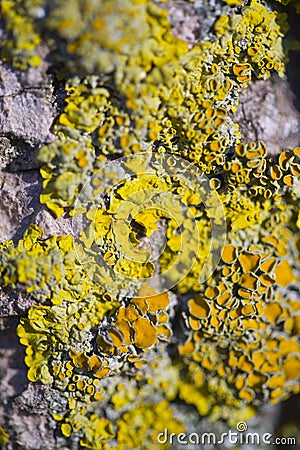 Tree lichens closeup Stock Photo