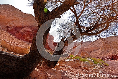 The tree lies on the rocks. Valley in the great red canyon, Eilat, Israel Stock Photo