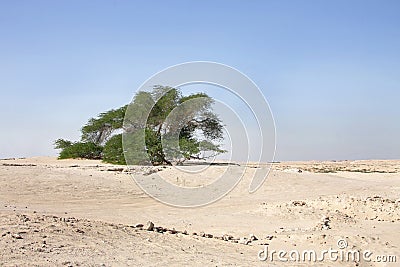 Tree of life a 400 year-old mesquite tree Bahrain Stock Photo