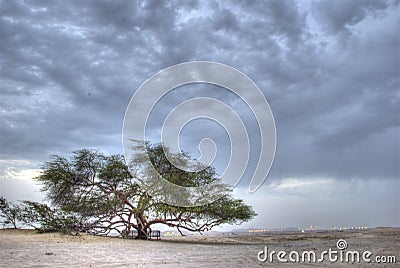 Tree of Life Stock Photo