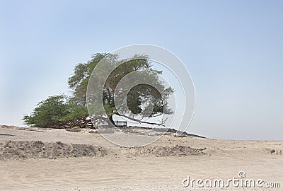 Tree of life in Bahrain, a 400 year-old tree Stock Photo