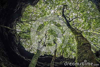 Tree of life branches twisting together Stock Photo