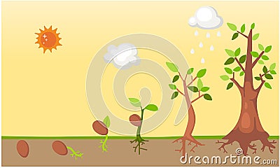 Tree life cycle vector Vector Illustration