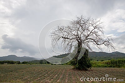 Tree of Life and Death Stock Photo