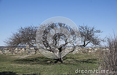 Tree of life Stock Photo