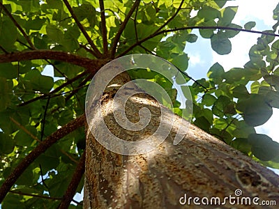 Tree of life Stock Photo