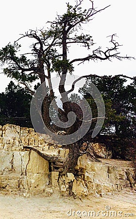 Tree of life Stock Photo