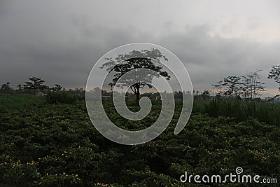 The tree of life Yggdrasil Stock Photo