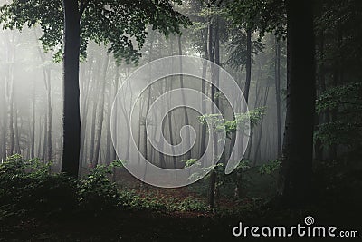 Tree in light in foggy forest. Darkness around it. Trail in light Stock Photo