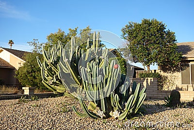 Tree-like Cereus Repandus Cactus with a Fruit Stock Photo