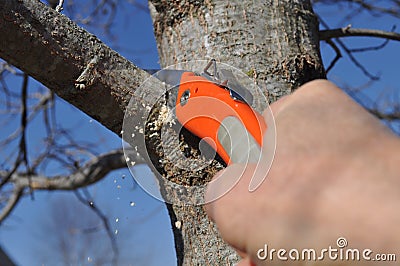 Tree Limb Being Properly Pruned Stock Photo