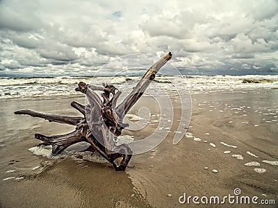 Tree limb washed ashore Stock Photo