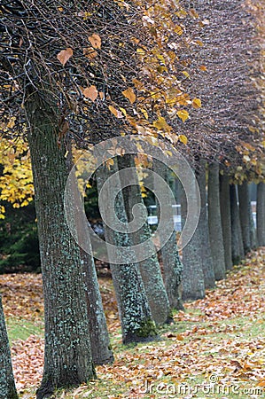 Tree line in autumn. Petergof Lower Park. Russia Stock Photo