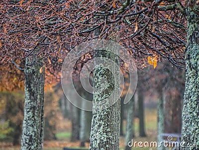 Tree line in autumn. Petergof Lower Park. Russia Stock Photo