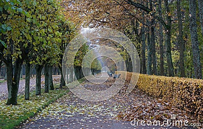 Tree line in autumn. Petergof Lower Park. Russia Stock Photo