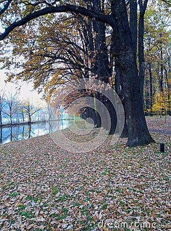 tree line fall in the park Stock Photo