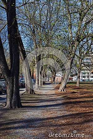 Tree-lined avenue near Sofienberg Park, Oslo Stock Photo